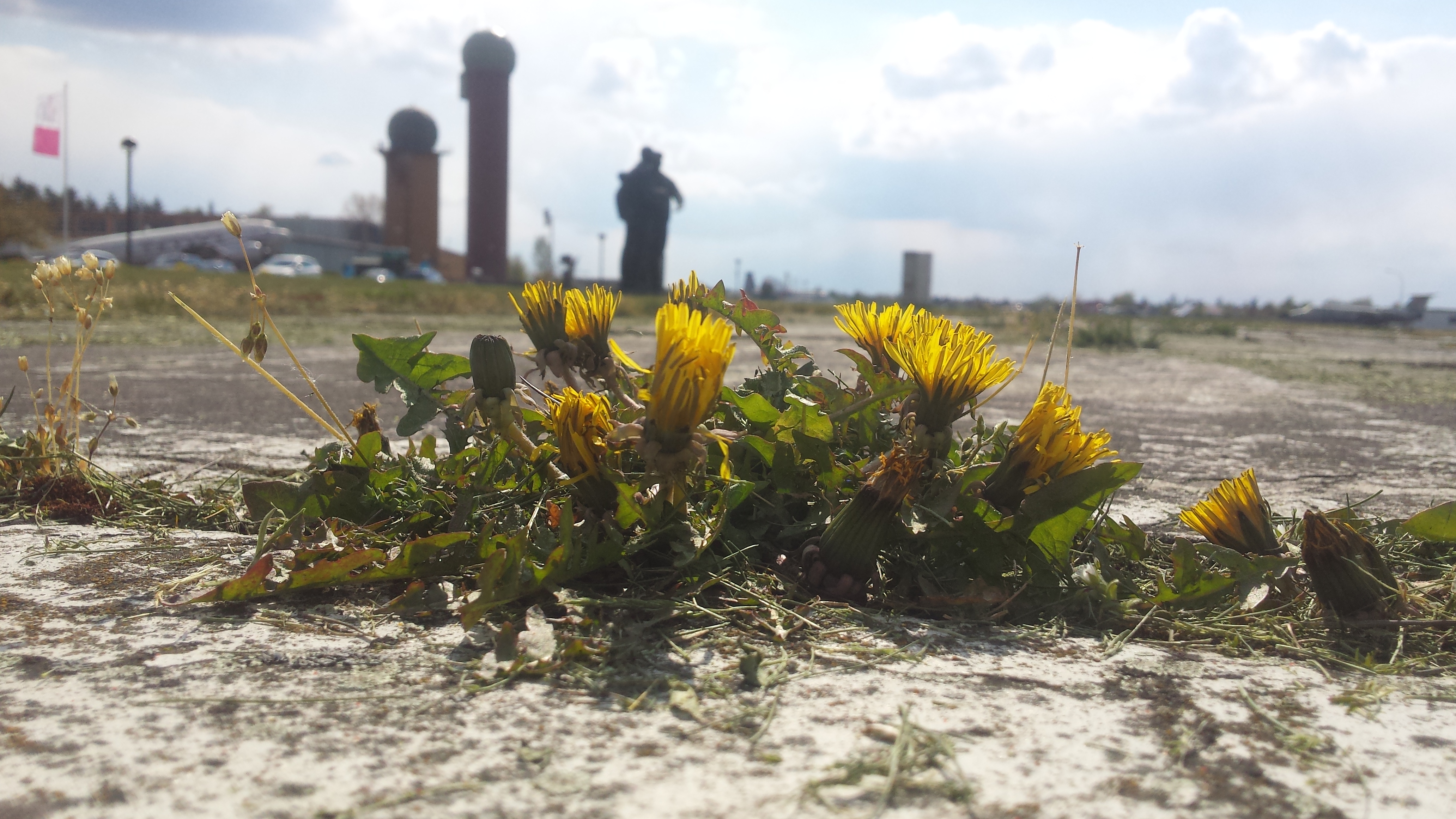 Aus der Froschperspektive: Löwenzahnblüten wachsen aus Asphaltrissen, im Hintergrund Hangar 4. 